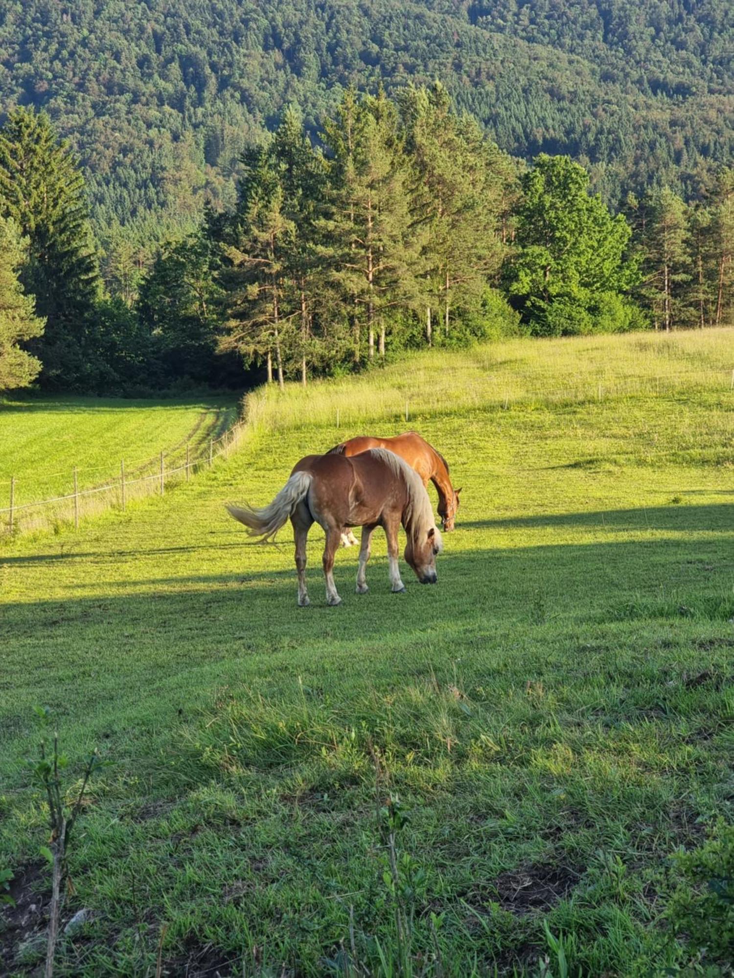 Notranjska Hisa - Traditional Country House, Close To The World Attraction Cerknica Lake Begunje pri Cerknici Екстериор снимка